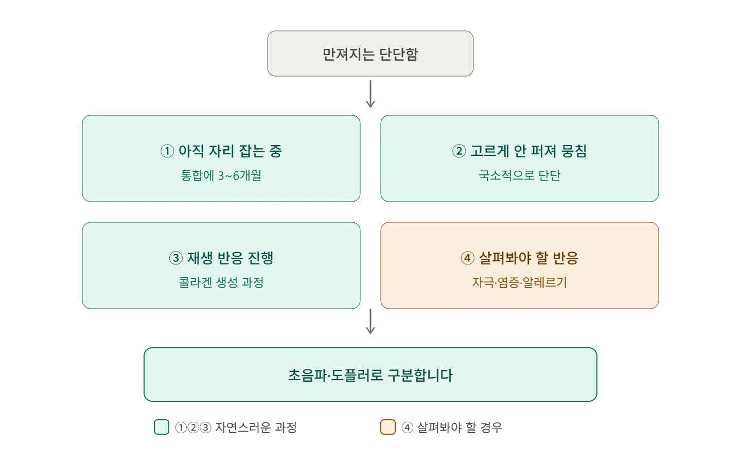 콜라겐 부스터의 조직 반응을 설명하는 원문 도표