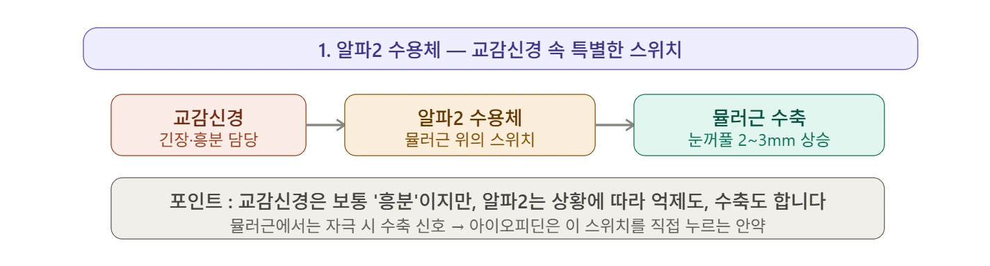 보톡스 후 눈꺼풀 처짐과 점안제 연구 — 원문 자료 3