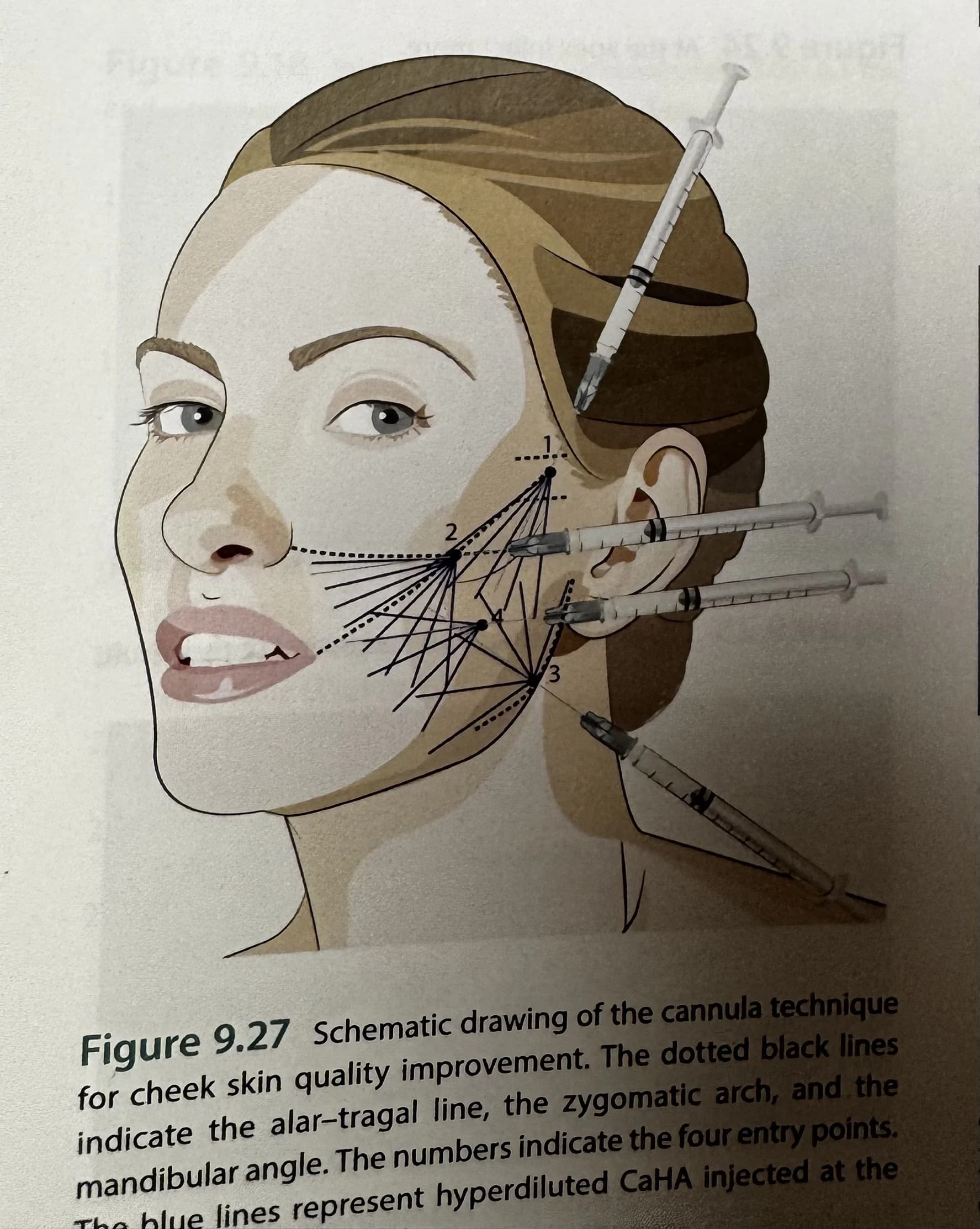 Anatomy textbook material in the source