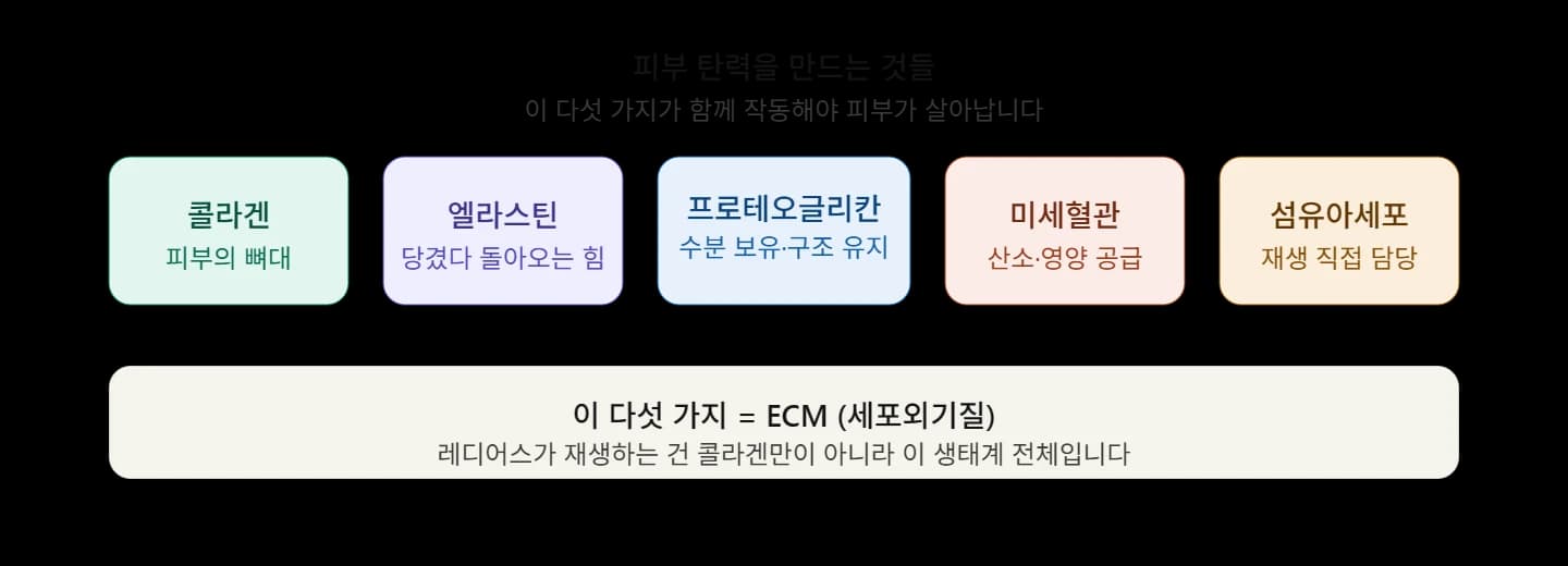 피부의 세포외기질 구성 요소를 설명한 원문 도표